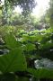 VI05 - 027 * Elephant Ears.